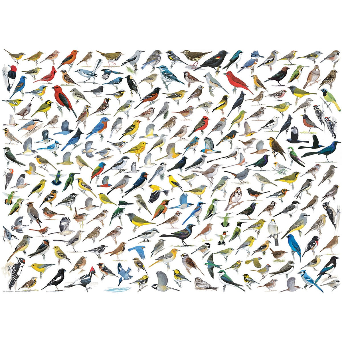 Eurographics The World of Birds 1000 Piece Smart Cut Jigsaw Puzzle