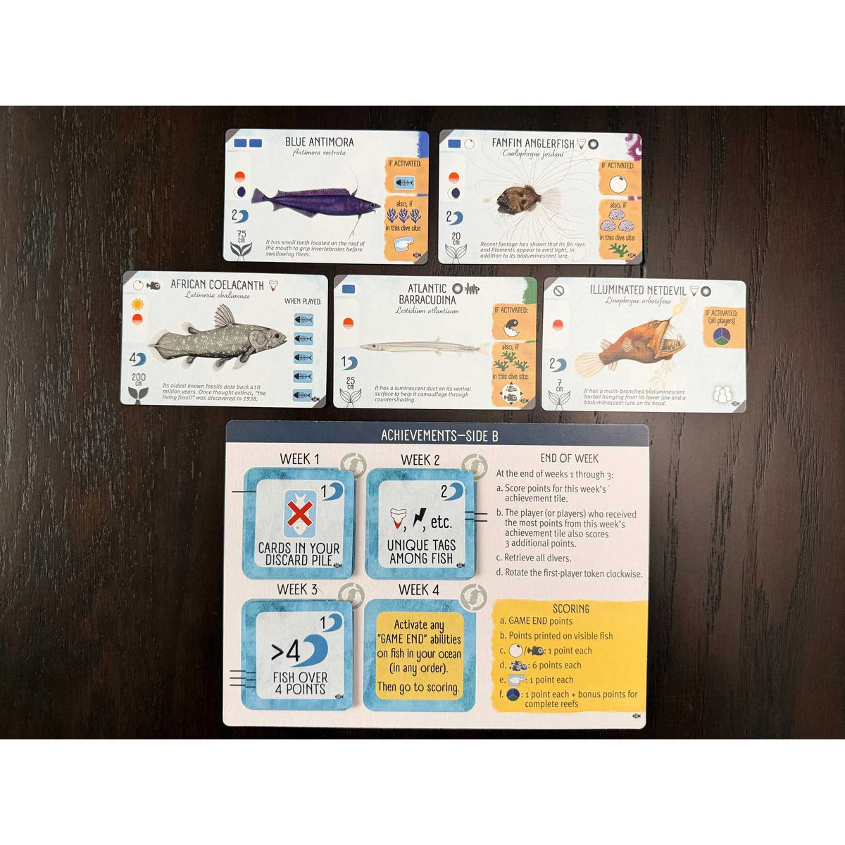 Finspan: Sharks & Reefs
