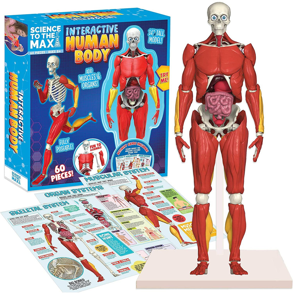 Science to the Max Interactive Human Body 14-Inch Model