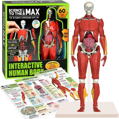 Science to the Max Interactive Human Body Model