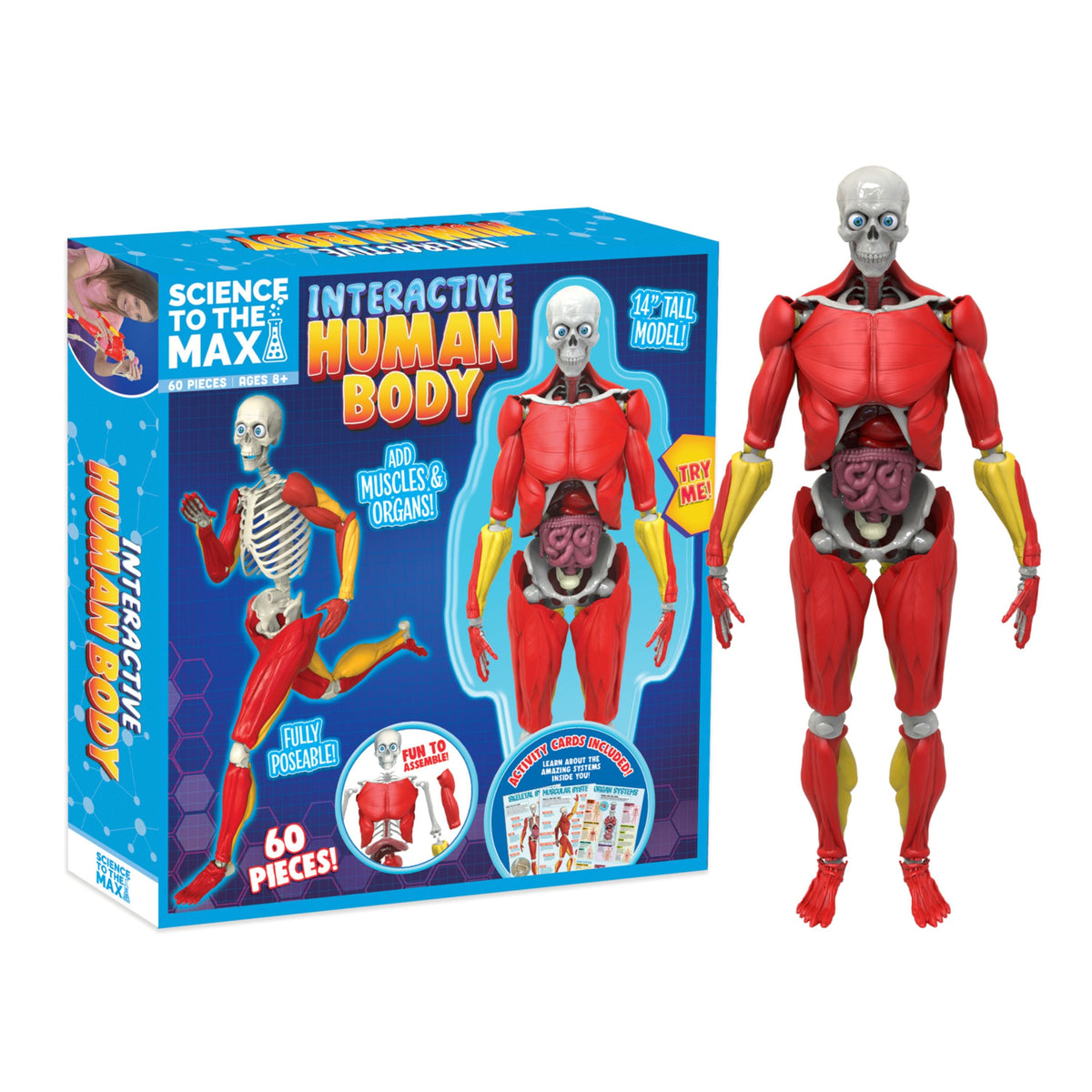 Science to the Max Interactive Human Body 14-Inch Model