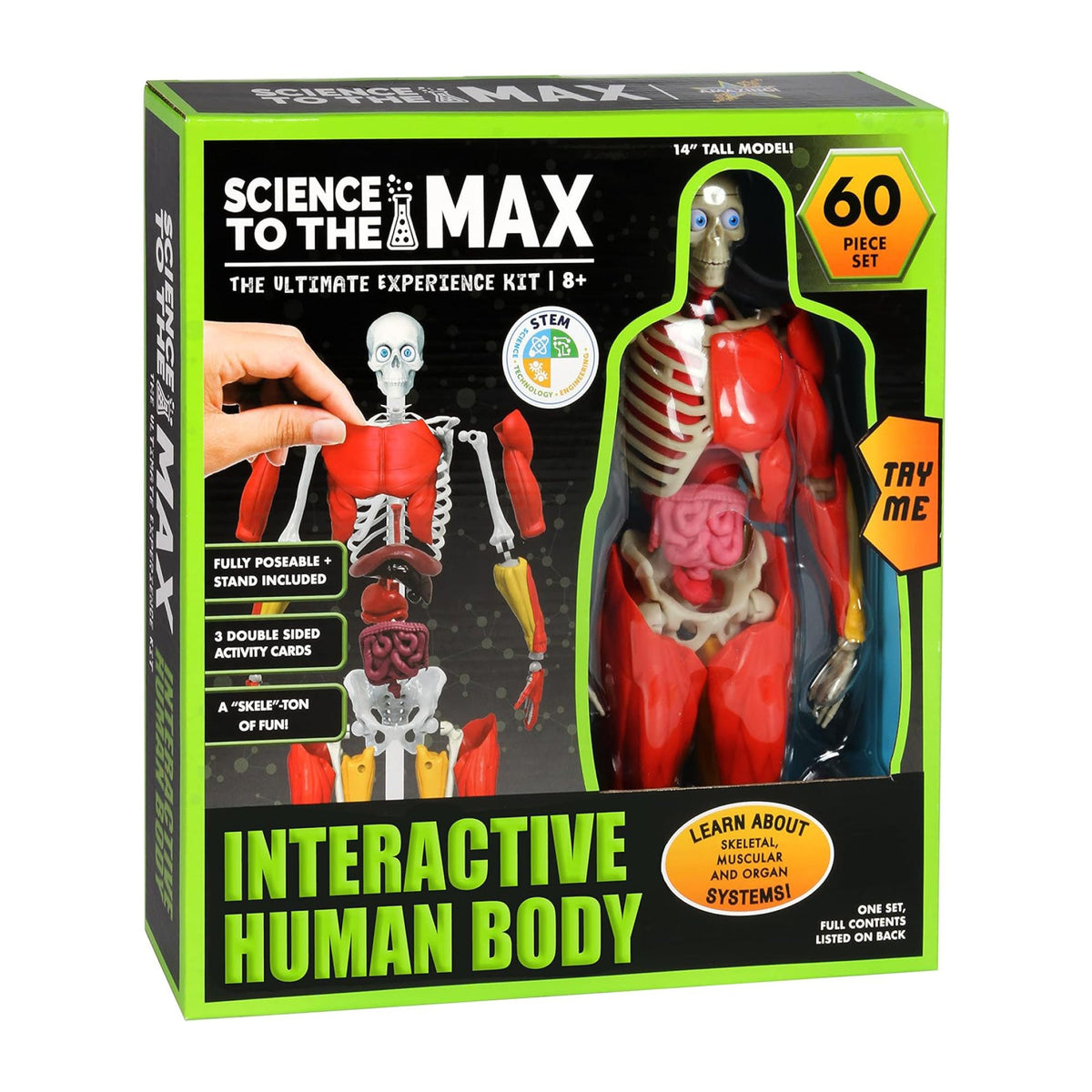 Science to the Max Interactive Human Body Model